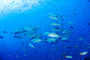 School of fish swimming in sea - CAVF17471