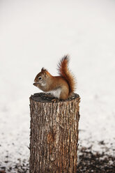 Squirrel on tree stump against snow covered field - CAVF17484