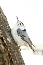 Close-up of White breasted nuthatch perching on tree trunk - CAVF17491