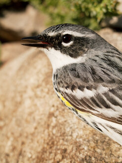 Close-up of Yellow-rumped Warbler perching on rock during sunny day - CAVF17492