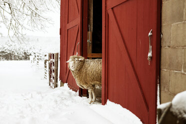 Sheep standing at entrance of barn during winter - CAVF17500