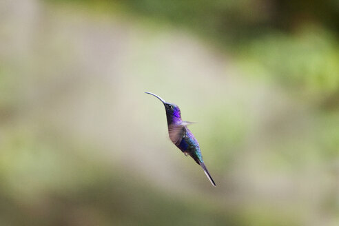 Nahaufnahme eines Kolibris im Flug - CAVF17521