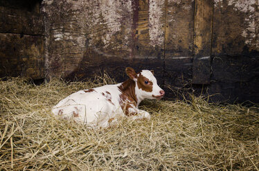 Calf sitting on hay in shed - CAVF17527