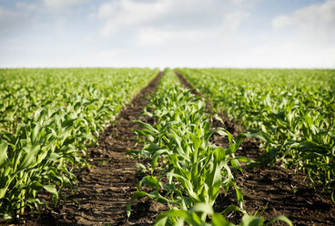 Corn field against sky - CAVF17535