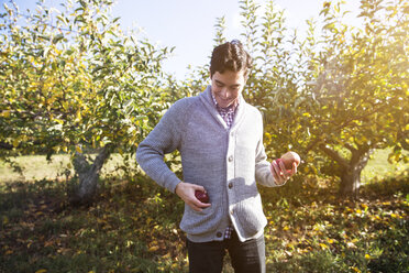 Lächelnder Mann mit Äpfeln in einem Obstgarten - CAVF17777