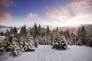 Landschaftliche Ansicht von schneebedeckten Kiefern gegen den Himmel - CAVF17913