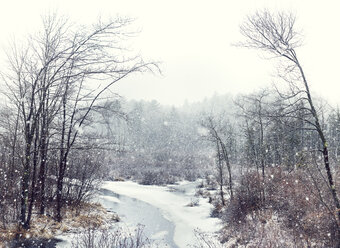Stream flowing amidst bare trees in forest during snowfall - CAVF17991