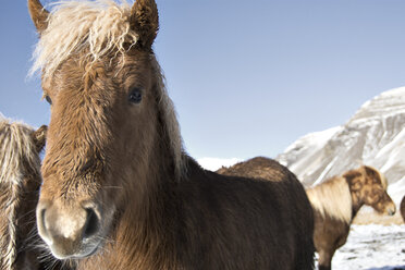 Portrait of Icelandic horse against clear blue sky - CAVF18005