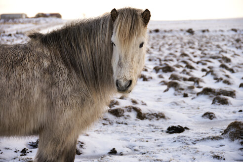 Weißes Islandpferd auf schneebedeckter Landschaft - CAVF18006