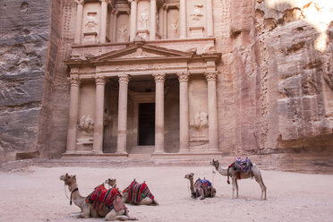 Camels resting in Petra - CAVF18010