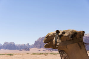 Kamel gegen klaren Himmel an einem sonnigen Tag - CAVF18015