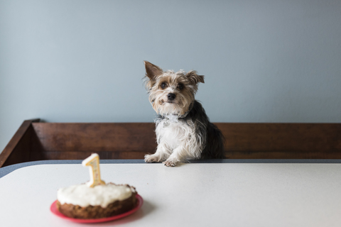 Porträt eines Yorkshire Terriers mit Geburtstagskuchen auf einem Tisch zu Hause, lizenzfreies Stockfoto