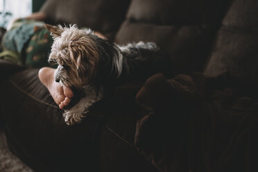 Low section of boy with Yorkshire Terrier relaxing on sofa at home - CAVF18031