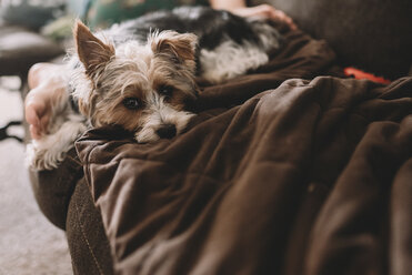 Porträt eines Yorkshire Terriers, der sich mit einem Jungen auf dem Sofa zu Hause entspannt - CAVF18032