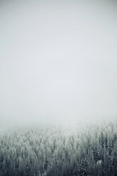 Trees against sky during foggy weather - CAVF18048