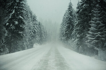 Empty road amidst trees during foggy weather - CAVF18055