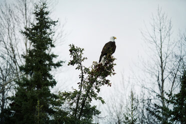 Weißkopfseeadler auf einem Baum sitzend bei nebligem Wetter - CAVF18061