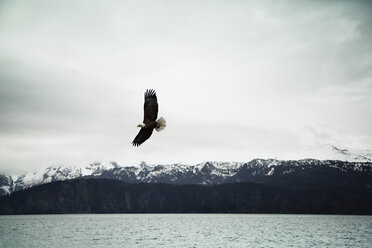 Weißkopfseeadler fliegen über Meer gegen bewölkten Himmel - CAVF18063