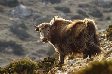Portrait of yak standing on mountain - CAVF18171