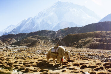 Yak auf der Wiese am Mt. Everest - CAVF18179