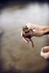 Ausgeschnittenes Bild einer Hand, die einen Frosch am See hält - CAVF18229