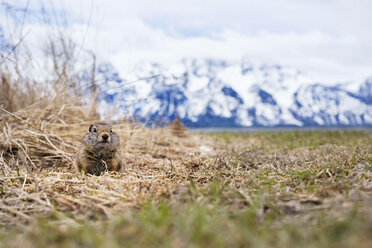 Eichhörnchen auf einem Feld am Berg im Winter - CAVF18277