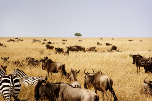 Zebras und Gnus auf einer Wiese vor klarem Himmel - CAVF18552