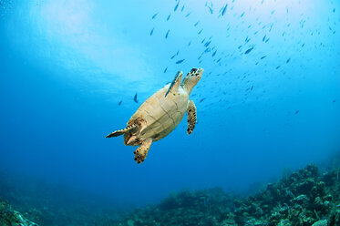 Low angle view of sea turtle underwater - CAVF18608