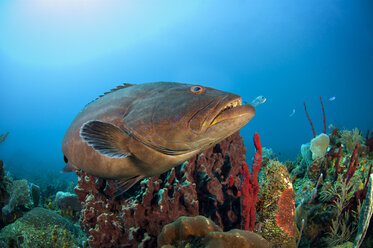 Fische schwimmen am Korallenriff unter Wasser - CAVF18609