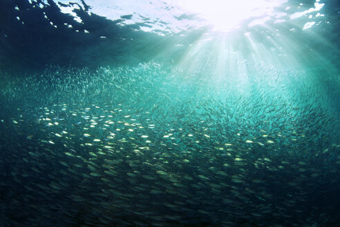 Niedriger Blickwinkel auf einen Fischschwarm unter Wasser - CAVF18646