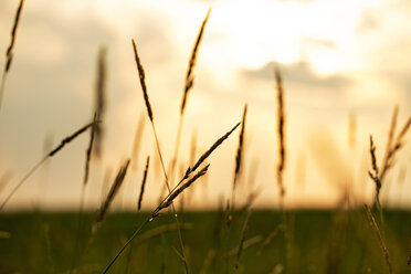 Gras wächst auf einem Feld gegen den Himmel - CAVF18672