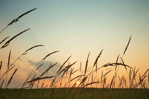 Scenic view of grassy field against sky during sunset - CAVF18673