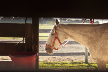 Seitenansicht eines Pferdes auf einem Feld stehend - CAVF18737