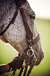 Cropped image of hand holding bridle of horse - CAVF18748