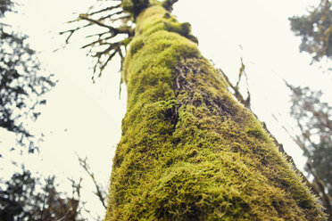 Low angle view of moss covered bare tree against sky - CAVF18788