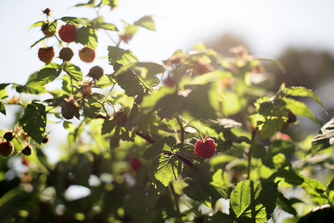 Nahaufnahme von Himbeeren, die auf einer Pflanze wachsen, lizenzfreies Stockfoto