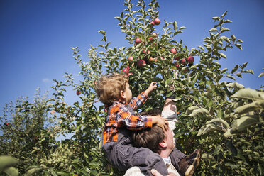 Father and son picking apple from tree against sky - CAVF18938