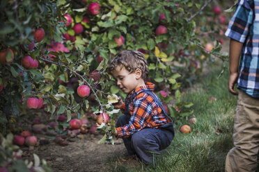 Boy picking apple from plant in orchard - CAVF18953