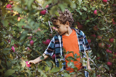 Junge pflückt im Obstgarten stehend einen Apfel - CAVF18954