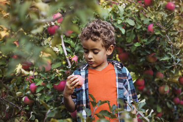 Boy holding apple while standing in orchard - CAVF18955