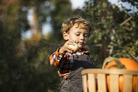 Junge hält Obst in einem Korb auf einem Feld, lizenzfreies Stockfoto
