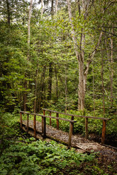 Wooden footbridge in forest - CAVF19420
