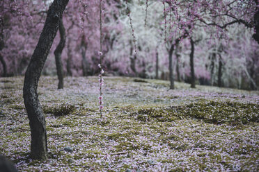 Blühende Kirschblütenbäume im Park - CAVF19461