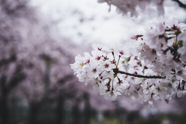 Nahaufnahme von blühenden Kirschblüten auf Zweigen im Park - CAVF19463