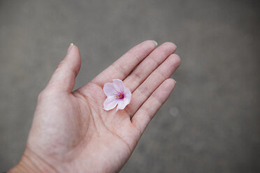 Cropped Hand hält rosa Kirschblüte Blume im Freien - CAVF19464