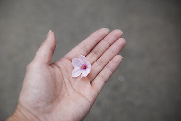 Cropped hand holding pink cherry blossom flower outdoors - CAVF19464