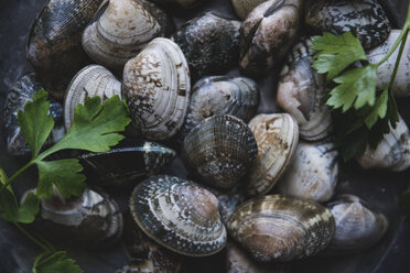 Close-up of clams and cilantro in plate - CAVF19469