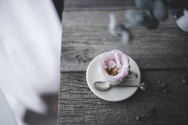 Hohe Winkel Ansicht der Blume in Kaffeetasse auf Holztisch - CAVF19490