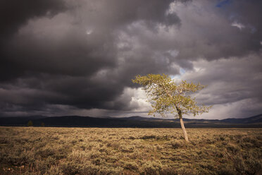 Baum auf Feld gegen Sturmwolken - CAVF19744