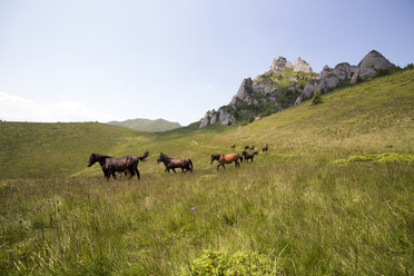 Horses walking on grassy landscape against sky - CAVF19899